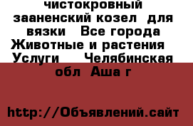 чистокровный зааненский козел  для вязки - Все города Животные и растения » Услуги   . Челябинская обл.,Аша г.